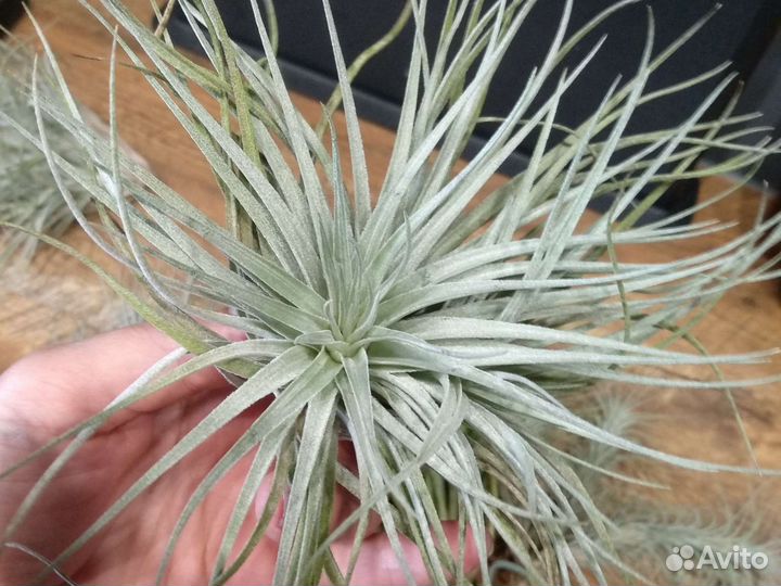 Тилландсия атмосферная