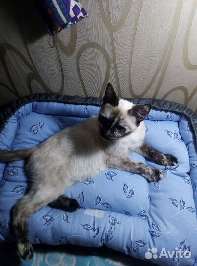 Лежанка для домашних животных