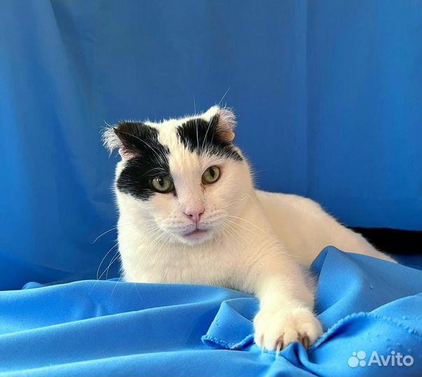 Котик Мурзик в добрые руки (окрас белочерный)