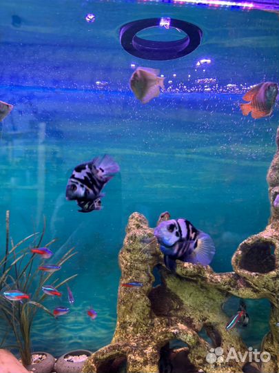 Сапфировый попугай