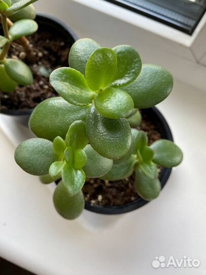 Денежное дерево. Толстянка