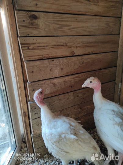 Индюшата хайбрид конвертер (Канада) 4 недели