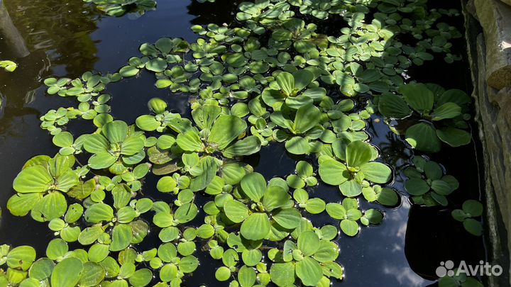 Пистия -водное растение