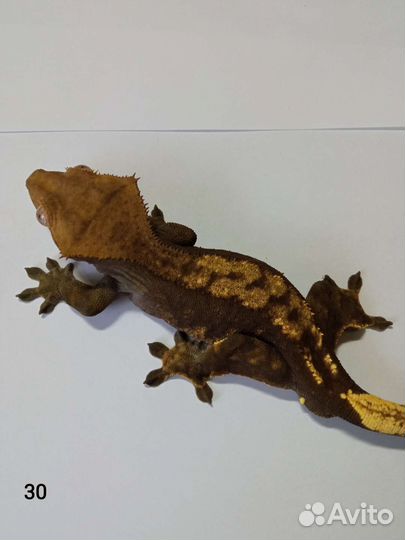 Реснитчатые бананоеды (самцы )