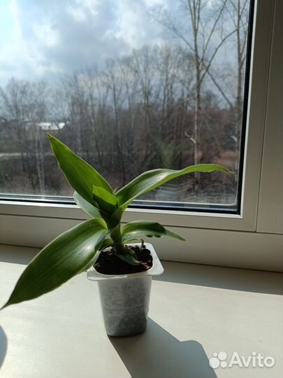 Растение золотой ус