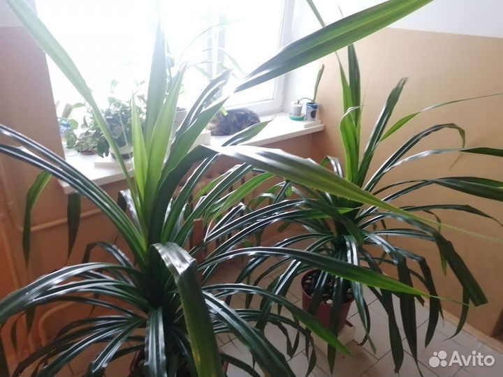 Пальма панданус