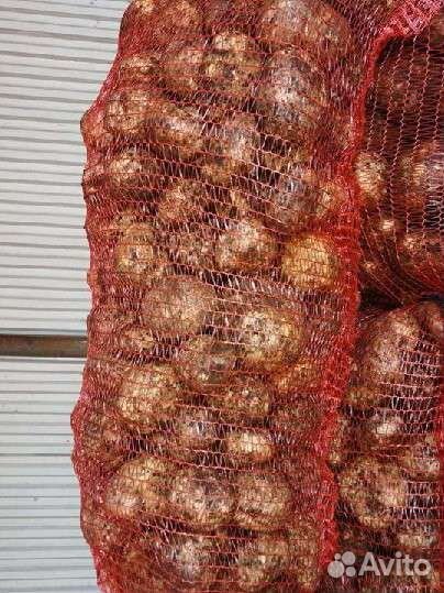 Продам свежий картошка