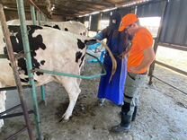 Исследование коров и тёлок на узи