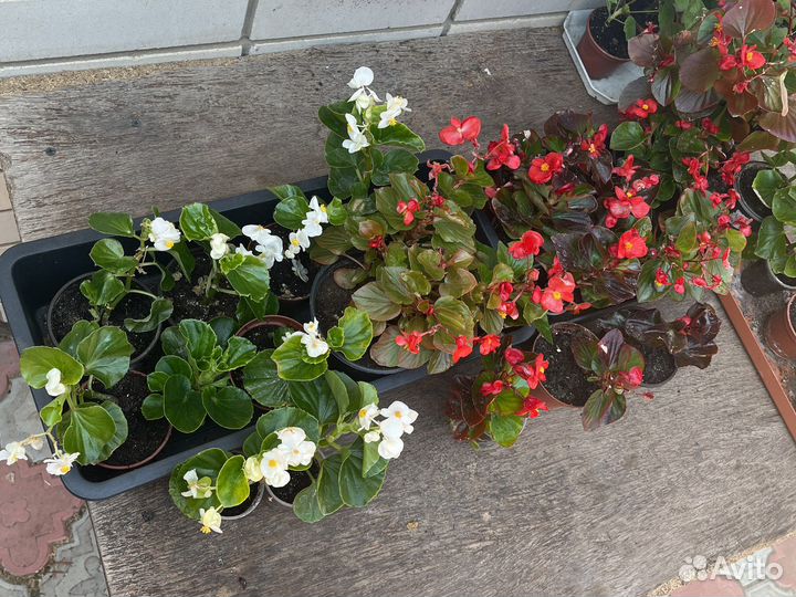 Садовые цветы