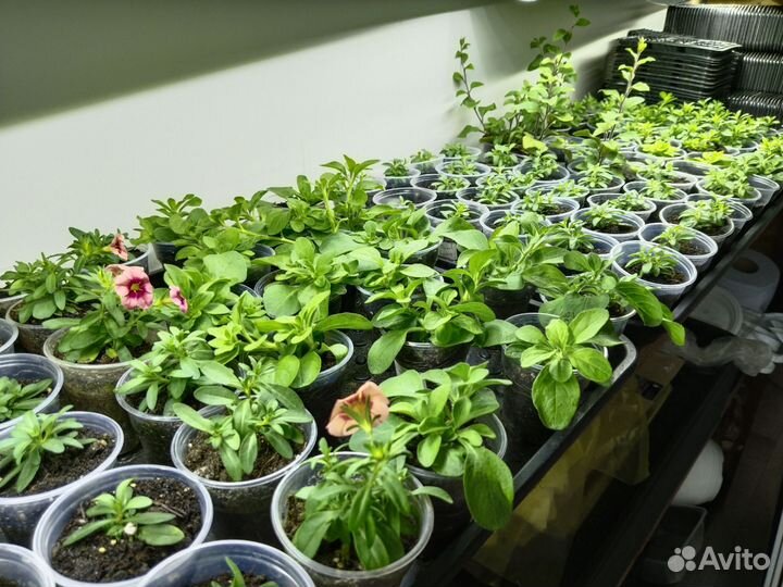 Укор. черенки вегетативной петунии и калибрахоа