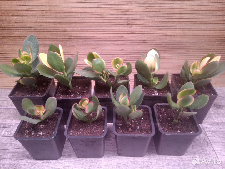 Крассула кагетсу маруба