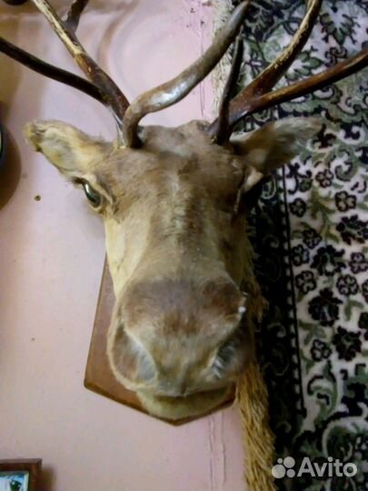 Чучело оленя