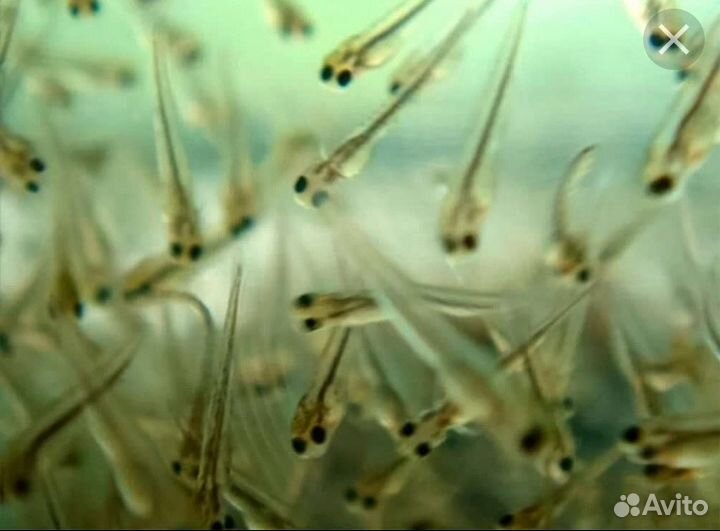 Личинка рыб