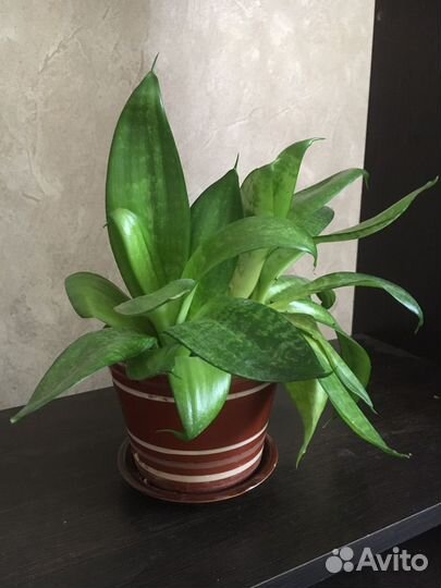 Щучий хвост,сансевиерия