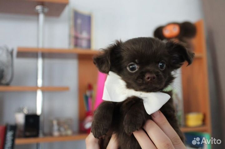 Чихуахуа шоколадный парень