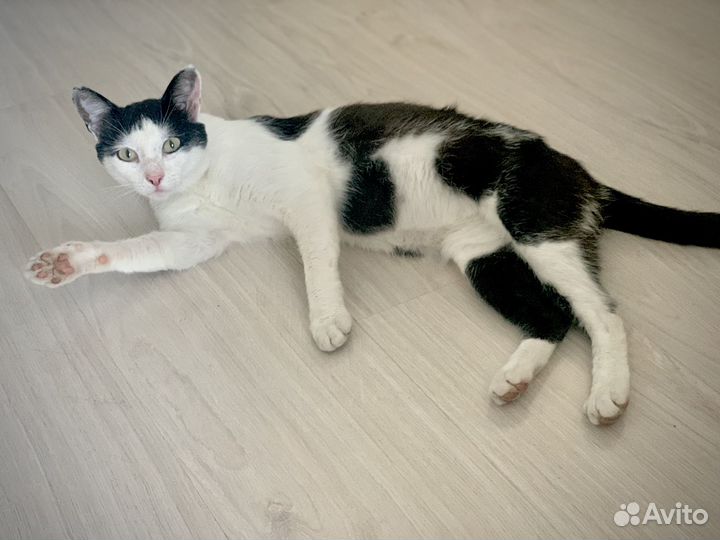 Очень ласковый кот