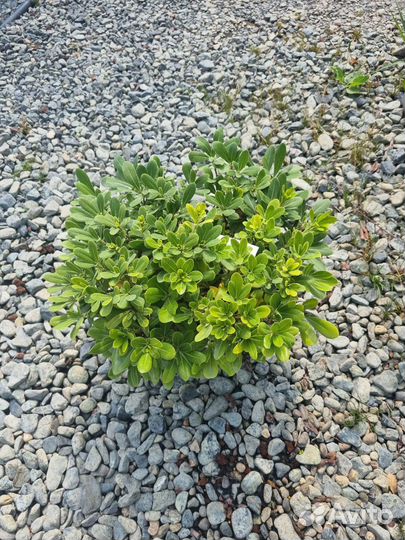 Питтоспорум