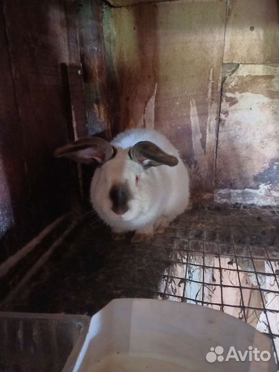 Калифорнийские кролики