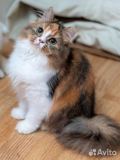 Шотландская кошка
