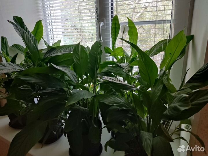 Спатифиллум