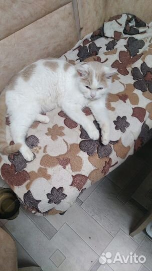 Кот в добрые руки