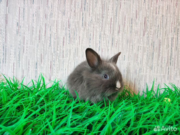 Карликовый кролик - голубые глаза