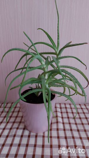 Алоэ взрослое