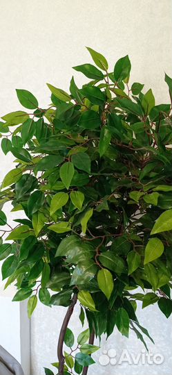 Фикус бенджамина искусственный