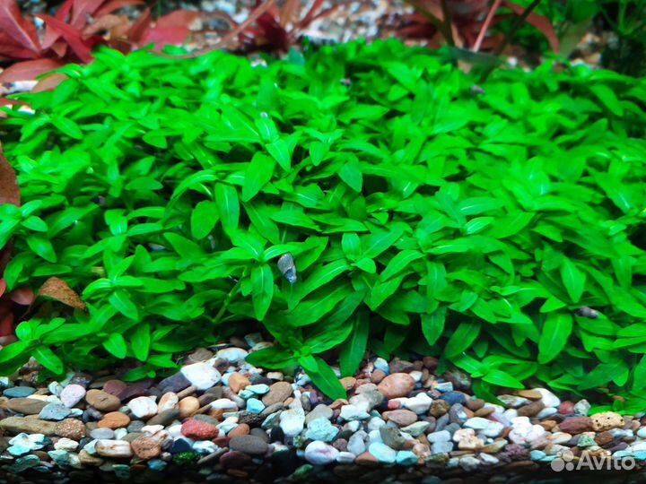 Маленькие аквариумные растения