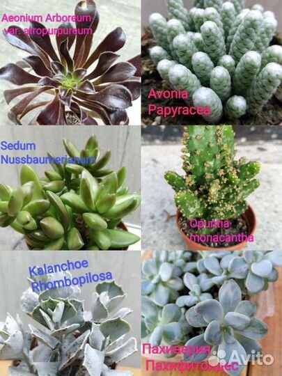 Редкие суккуленты номер 1