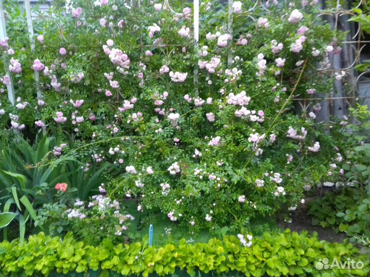 Роза плетистая и кустовая