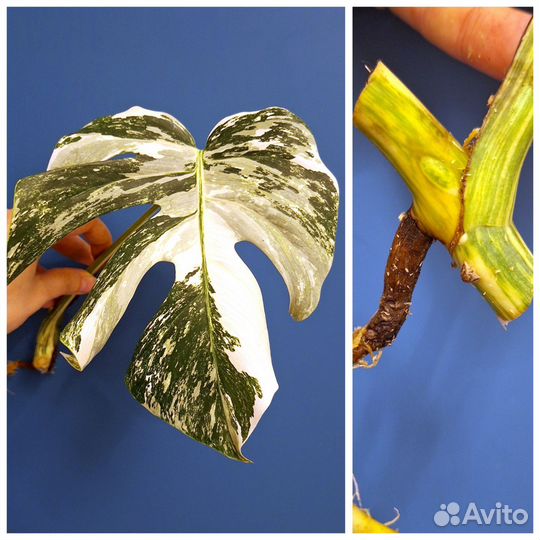 Монстера 