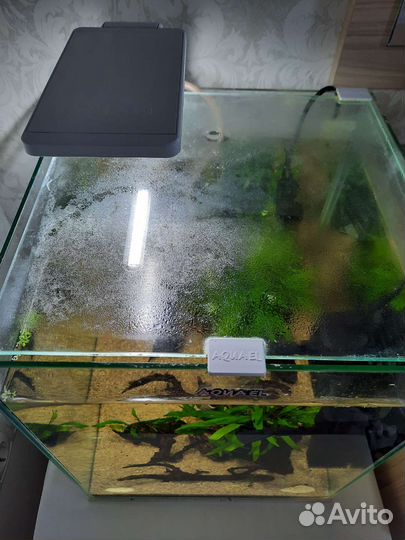 Аквариум кубик Aquael, грунт Dennerle, коряги