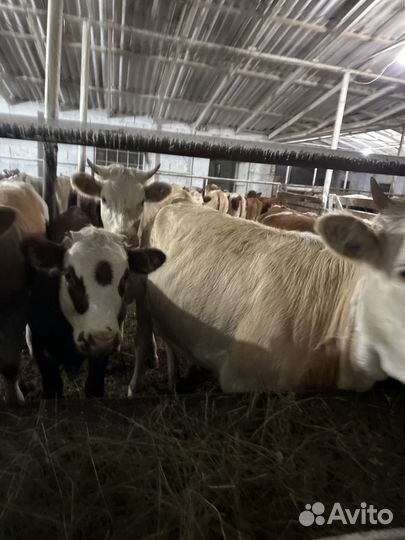 Телки волгоградские сементалки