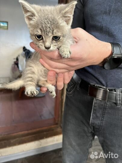 Кошка
