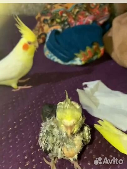 Птенцы корелла