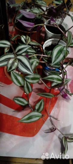 Комнатные растения