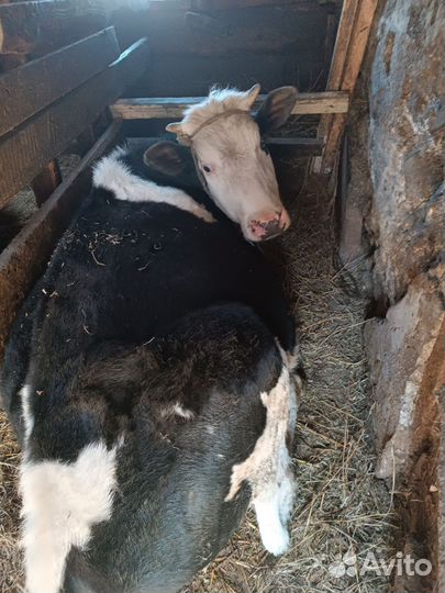 Телята телочки