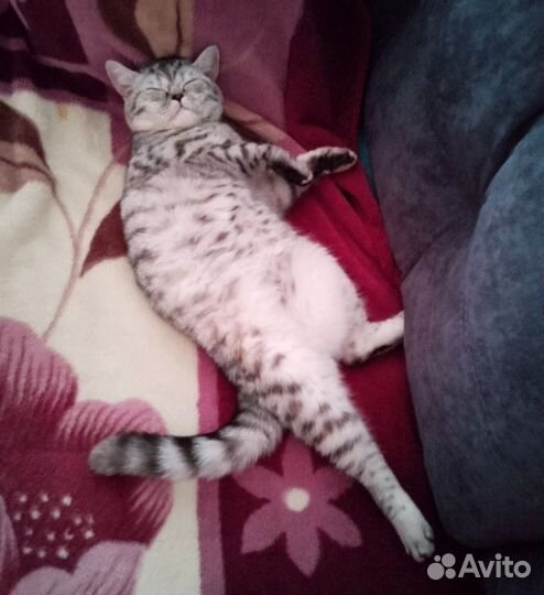 Кошка на вязку