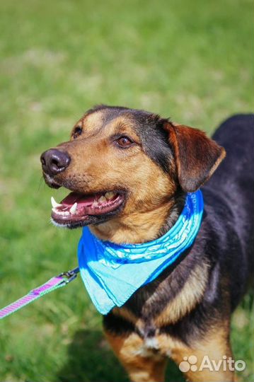 Собака ищет дом