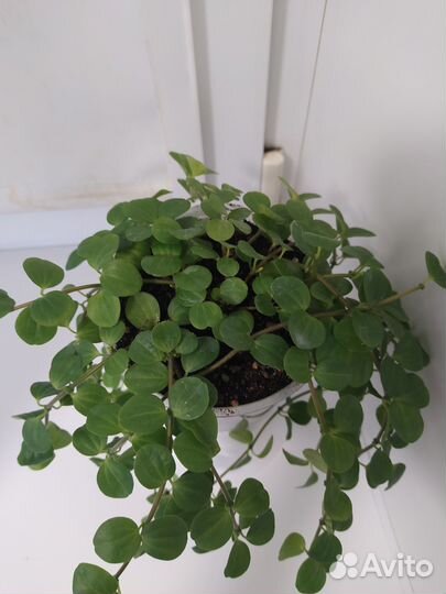 Пеперомия круглолистная (rotundifolia)