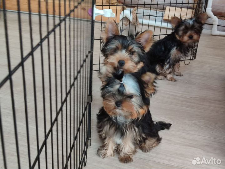 Йоркширский терьер