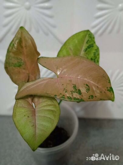 Пеперомии, сингониум Орм нак Грин, Толмия