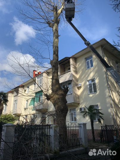 Отдам Дерево Дуб / Сосна / Другие Породы