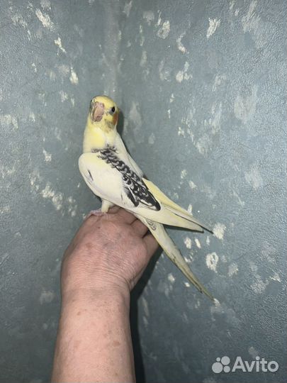 Ручной попугай корелла самец