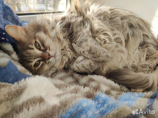 Ненавязчивая сибирская кошка в добрые руки объявление продам