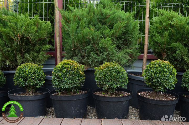 Самшит вечнозеленый сформированный шар зкс