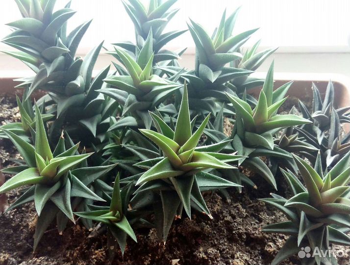 Хавортия, фиалка, кактус, алоэ, толстянка