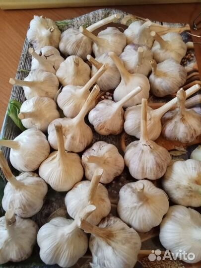 Чеснок озимый крупный