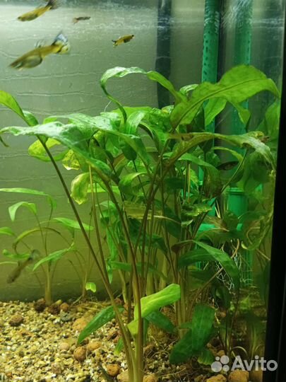 Аквариумные растения